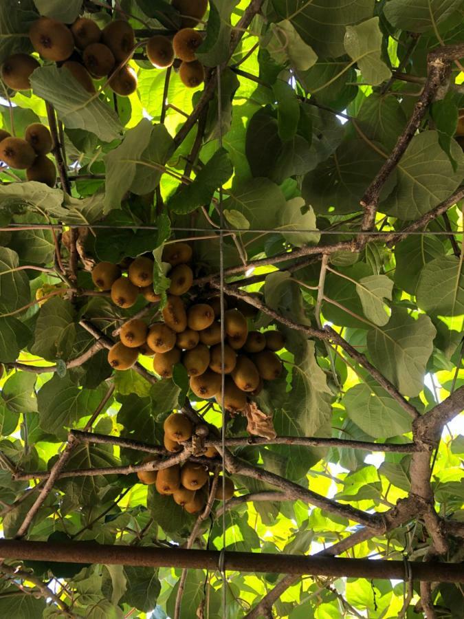 Kiwi Otel Pitsunda Dış mekan fotoğraf